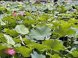 Kunming - Parc Cuihu - 58